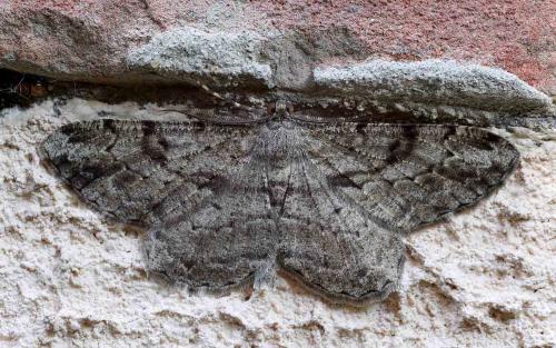Réf. 329 653 : Peribatodes rhomboidaria